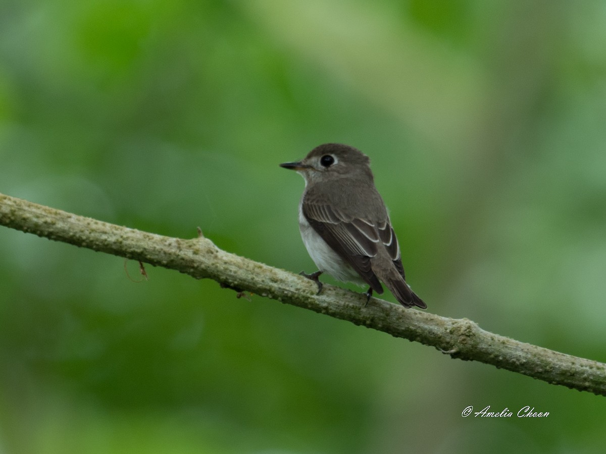 Asian Brown Flycatcher - Amelia Choon