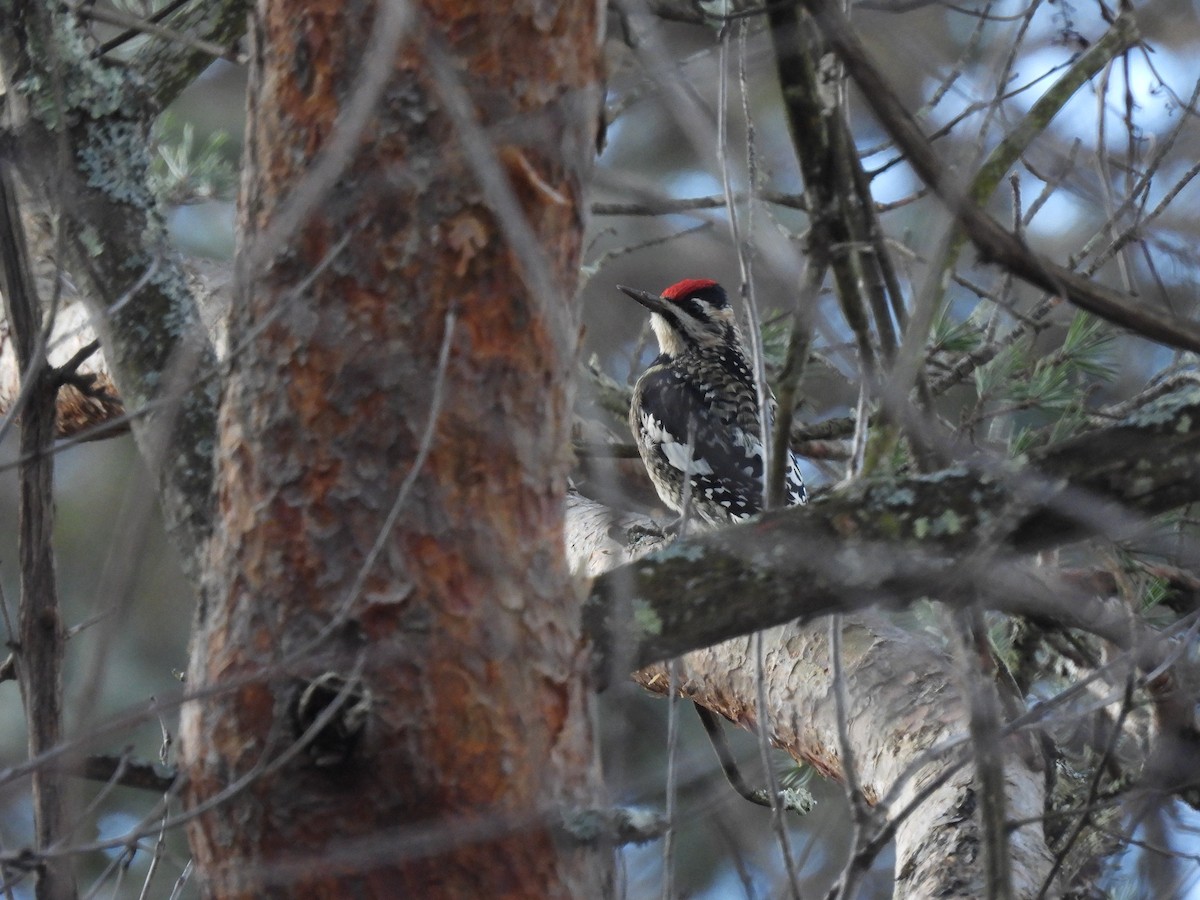 Yellow-bellied Sapsucker - ML521705801