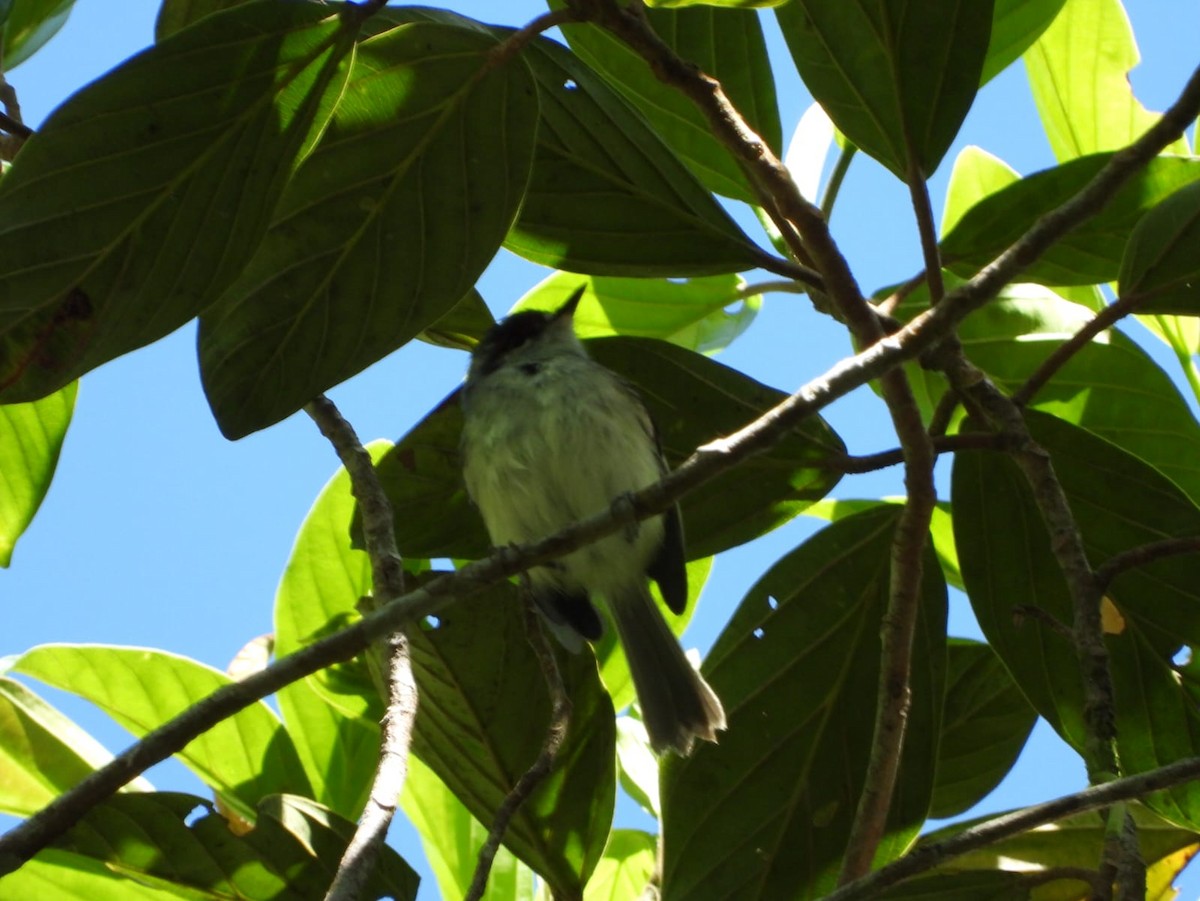 Rufous-browed Tyrannulet - ML521707561