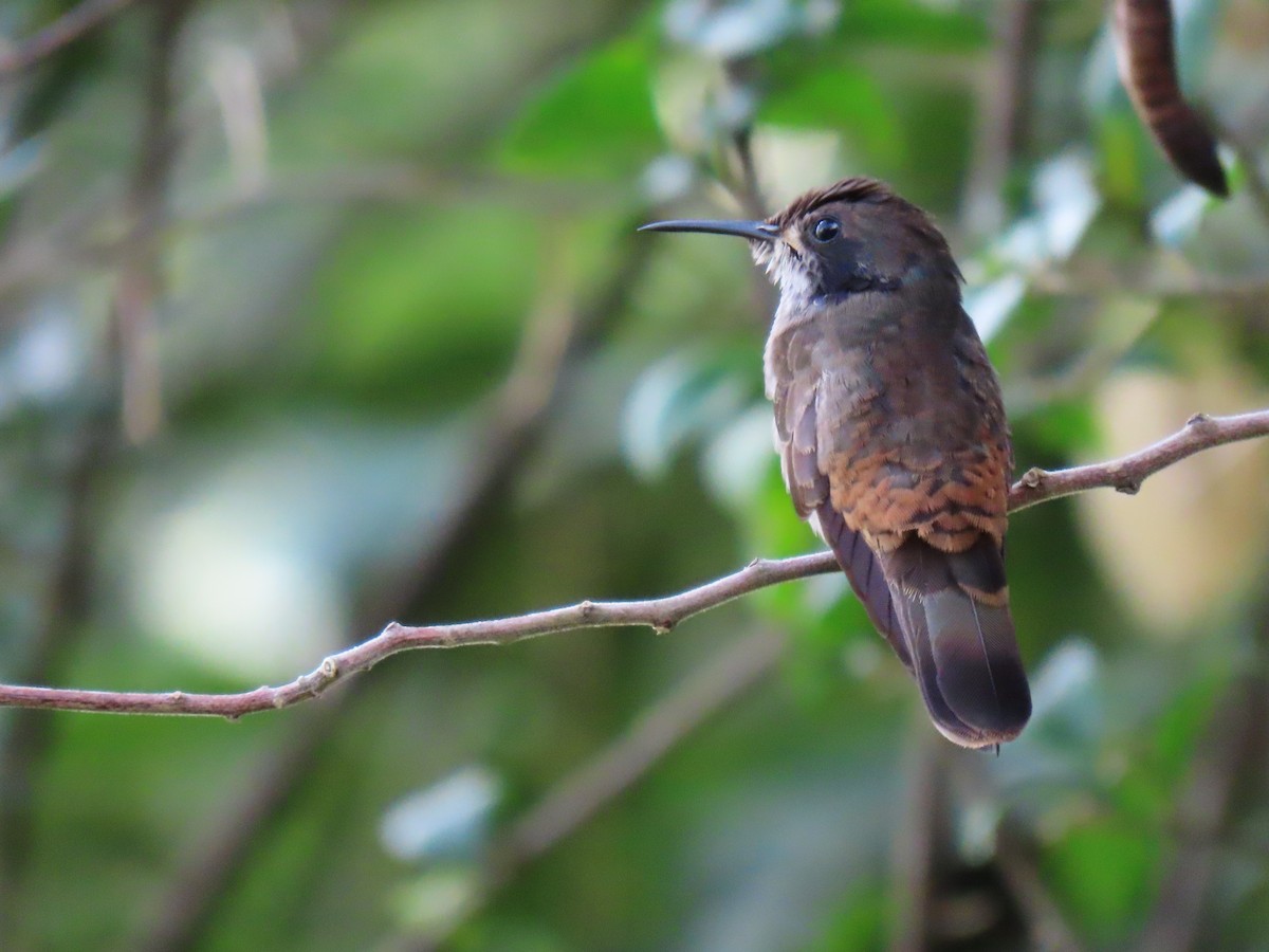 Brown Violetear - Jose Martinez De Valdenebro