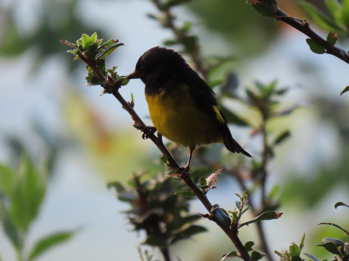 Yellow-bellied Siskin - ML521708201