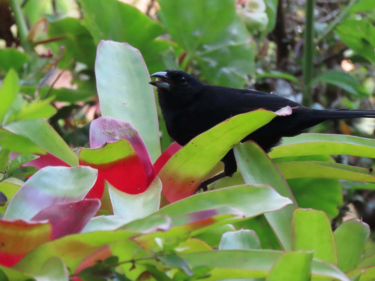 White-lined Tanager - ML521708231