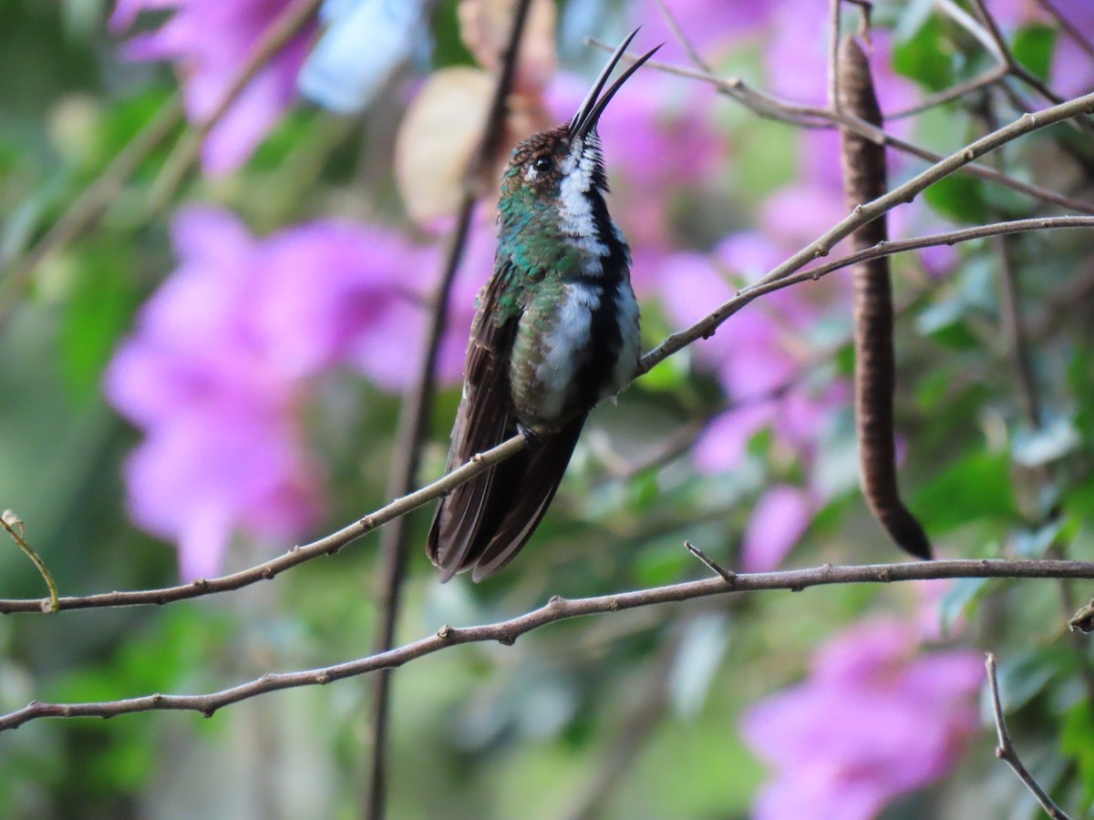 Black-throated Mango - Jose Martinez De Valdenebro