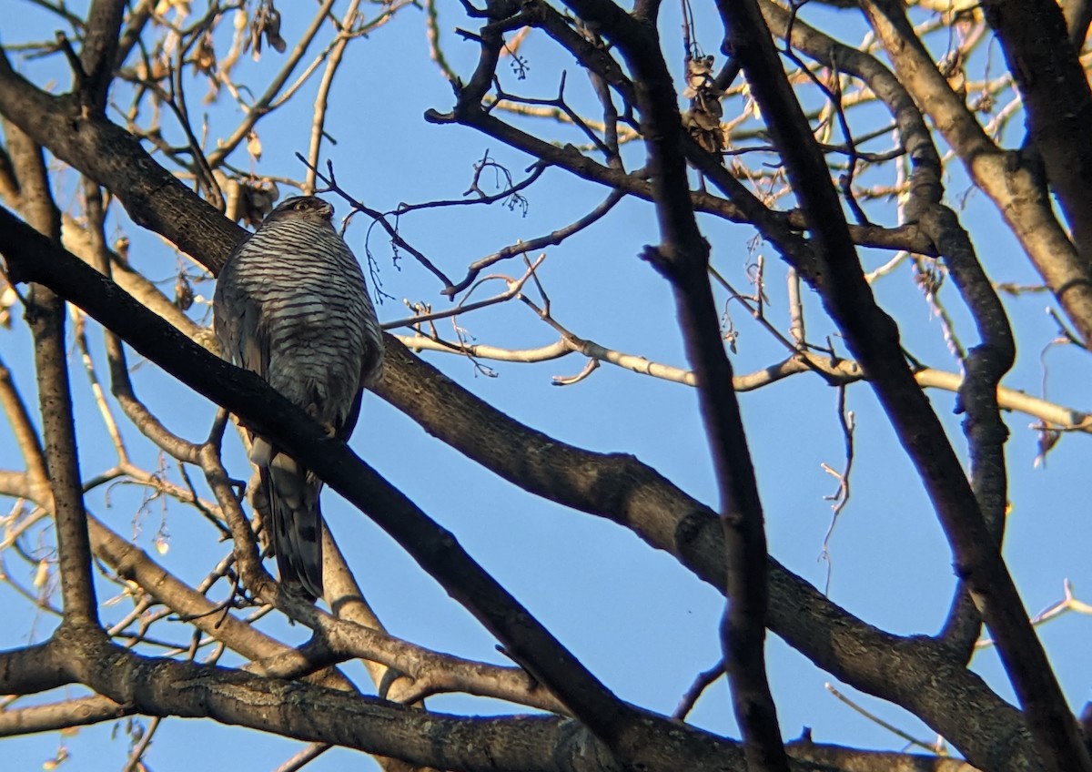 Перепелятник - ML521709741