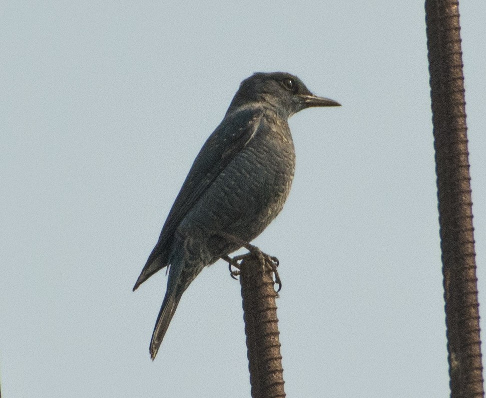 Blue Rock-Thrush - ML521711961