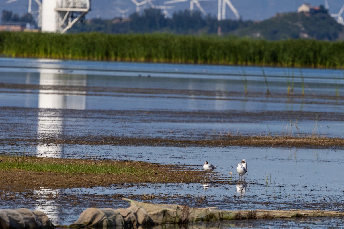 Relict Gull - ML521712371