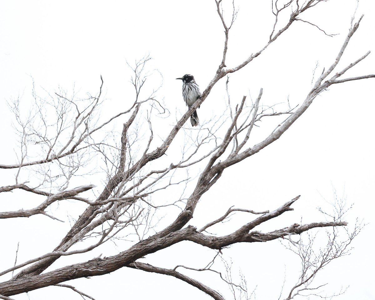 New Holland Honeyeater - ML521712911