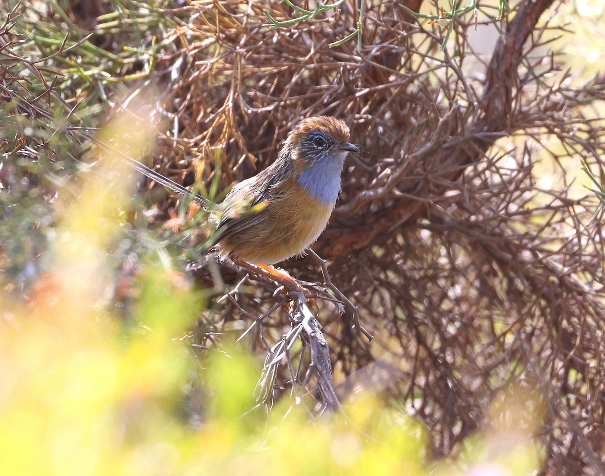 Southern Emuwren - Andy Gee