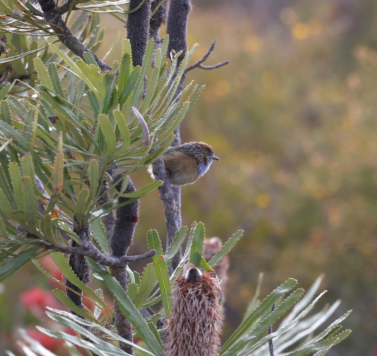 Southern Emuwren - ML521714731