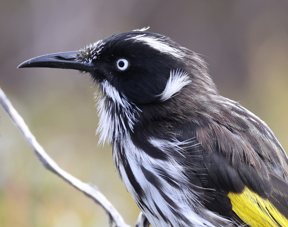 New Holland Honeyeater - Andy Gee