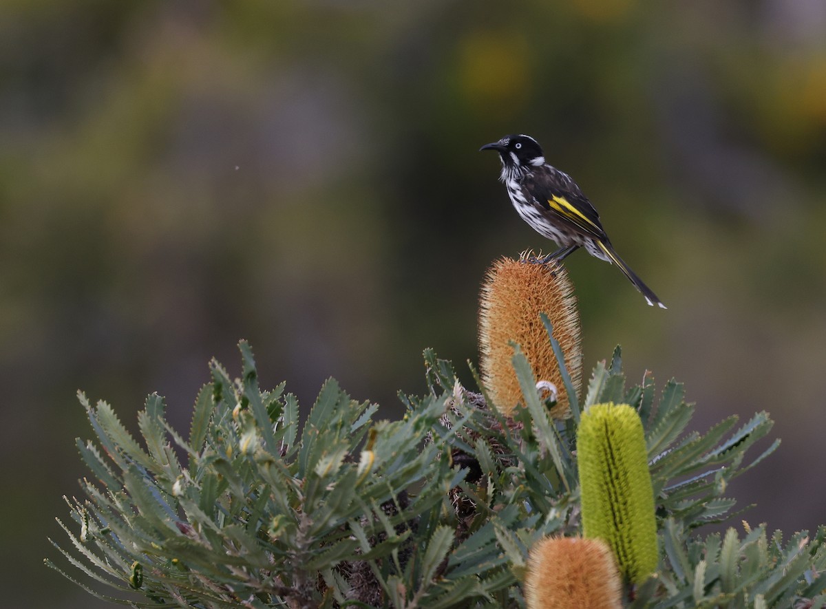 New Holland Honeyeater - Andy Gee