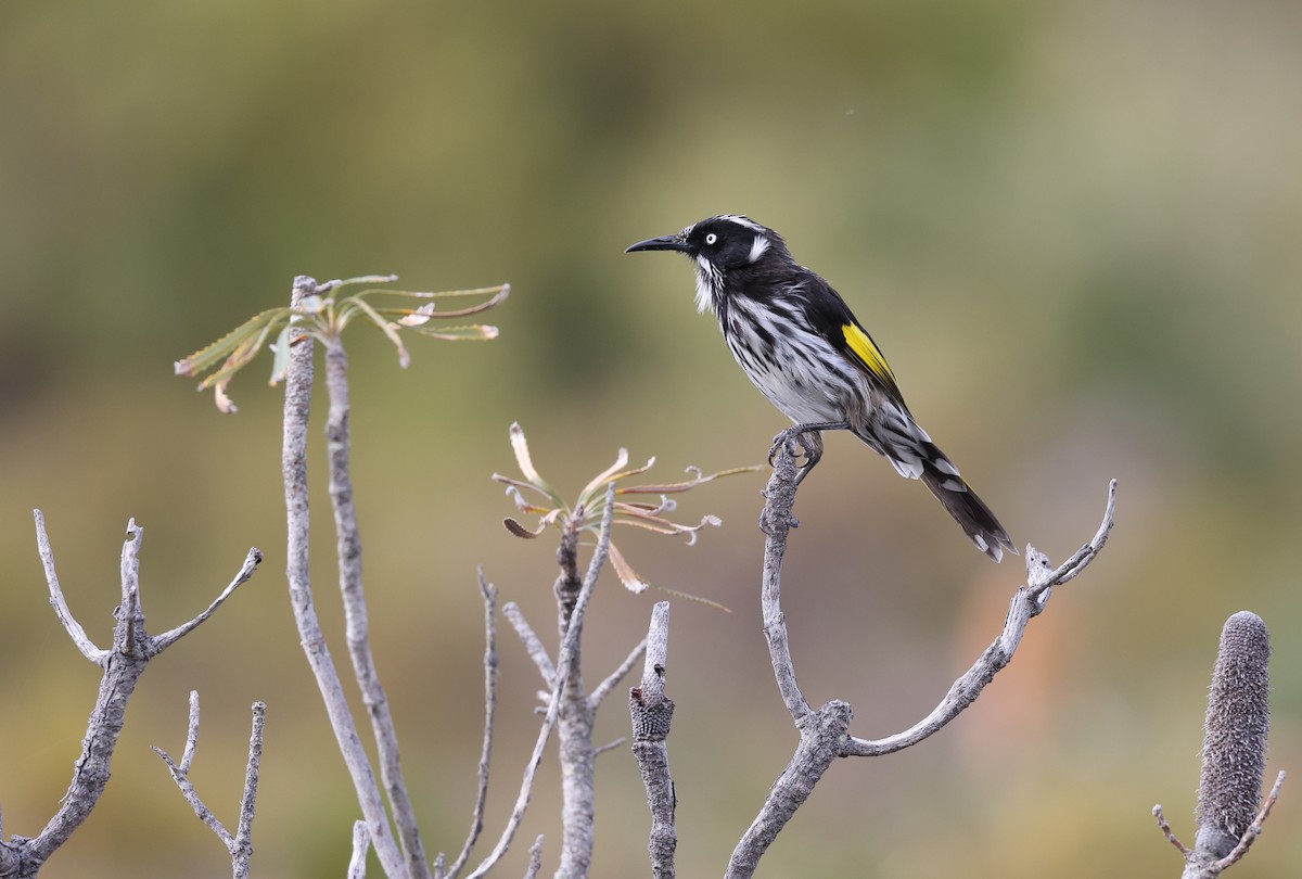 New Holland Honeyeater - Andy Gee