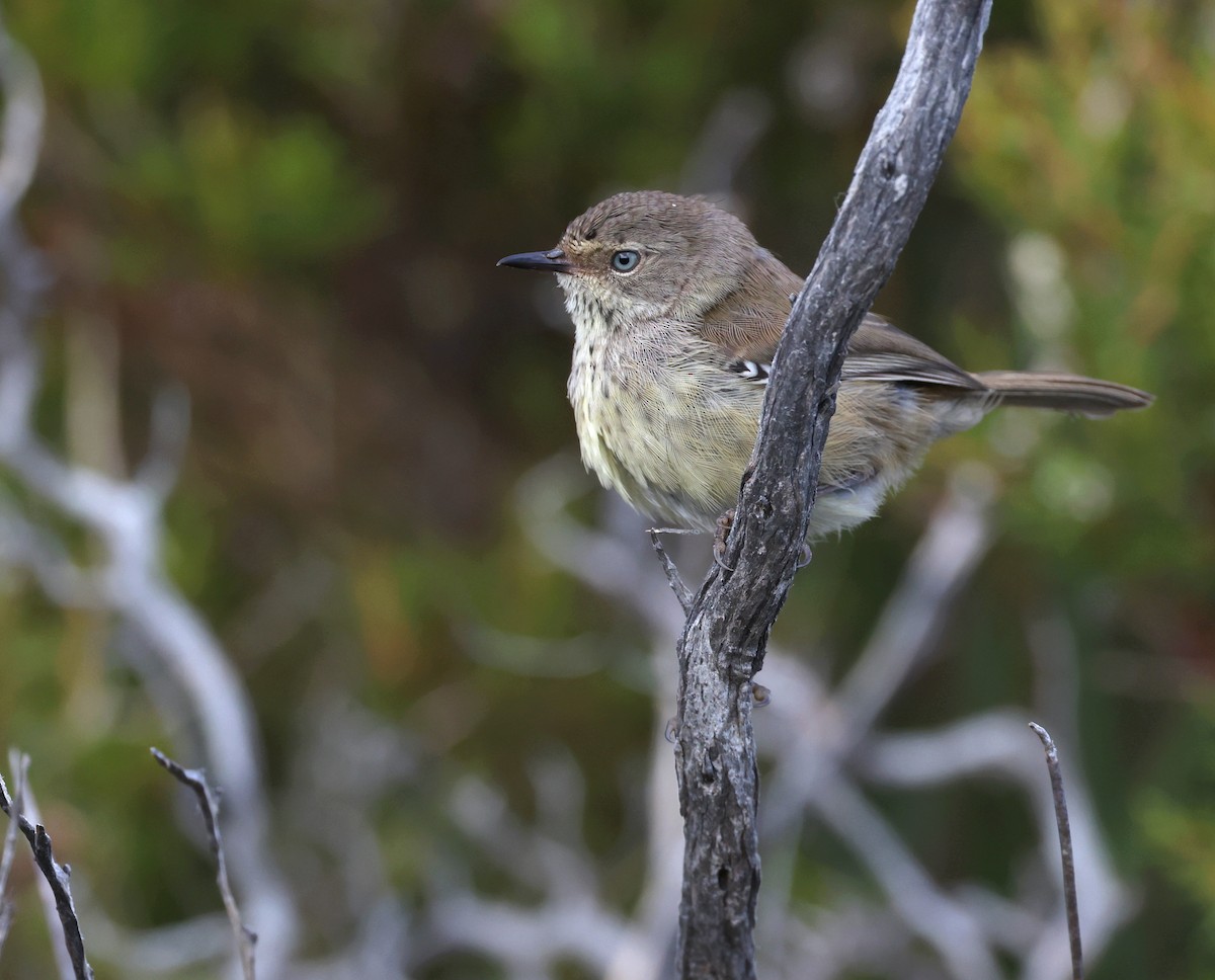 Fleckensericornis - ML521714991