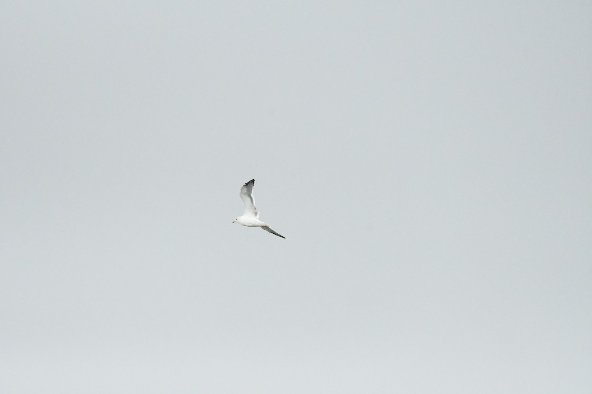 Herring Gull - ML521715281