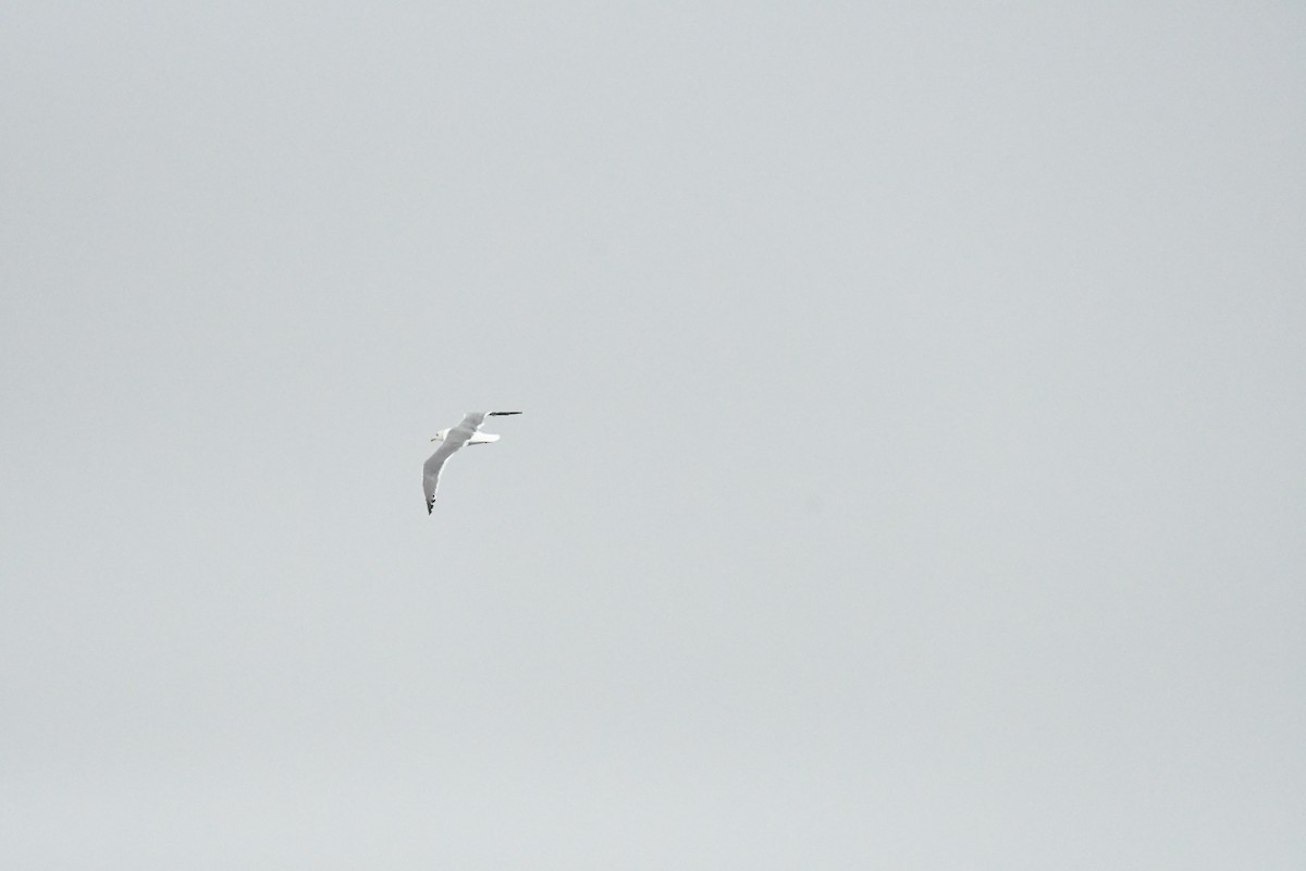 Herring Gull - ML521715301