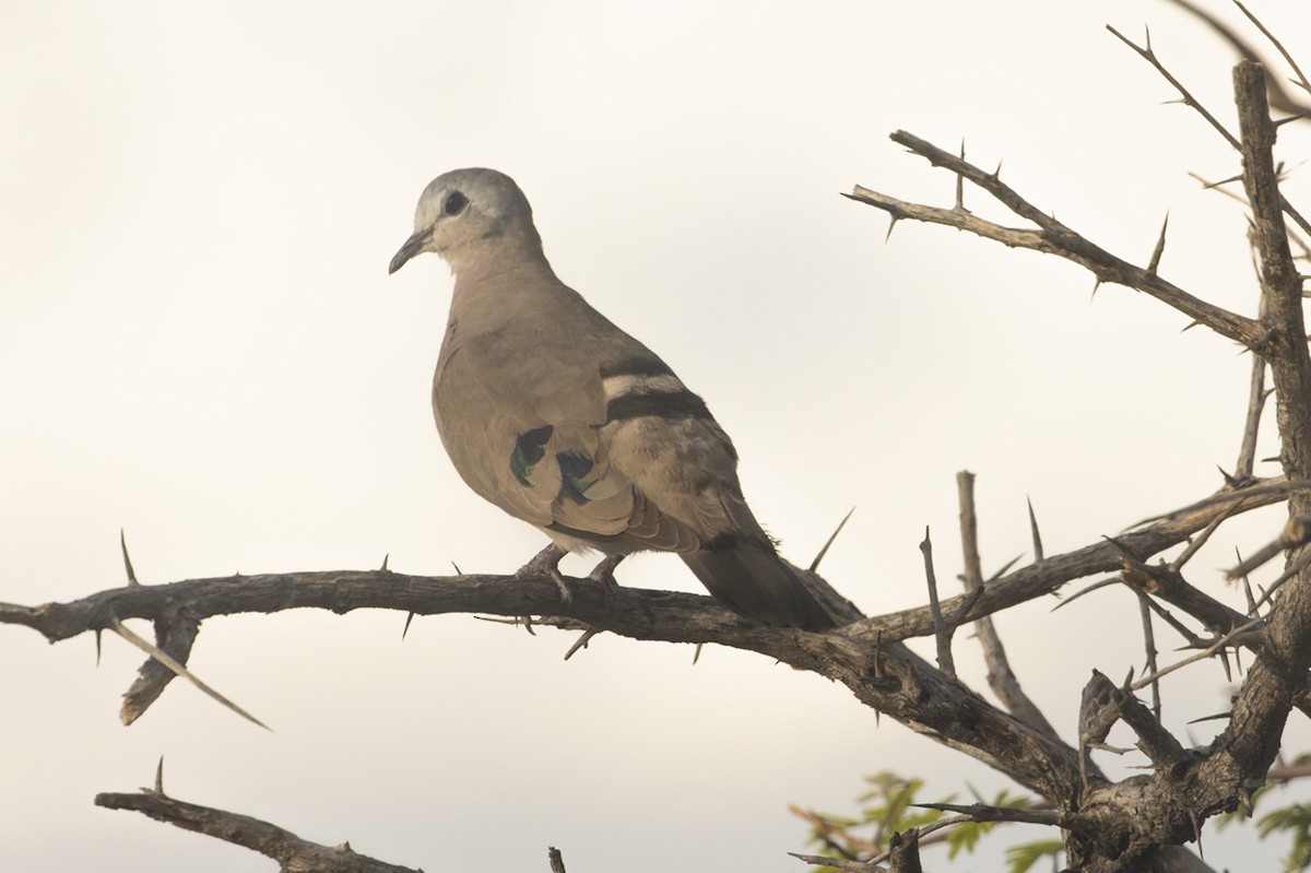 Emerald-spotted Wood-Dove - ML521715711