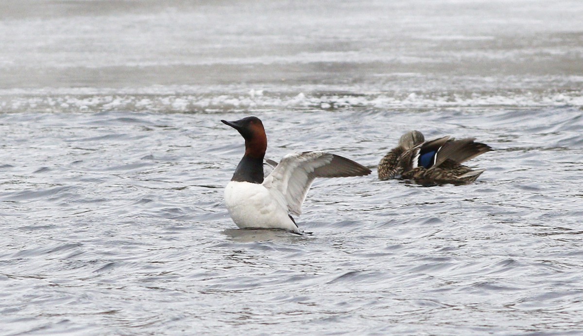 Canvasback - Gary Jarvis