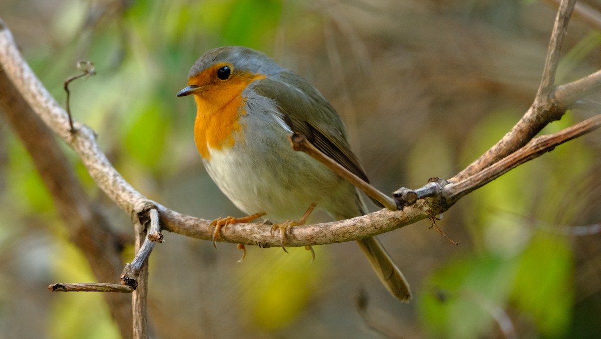 European Robin - ML521718191