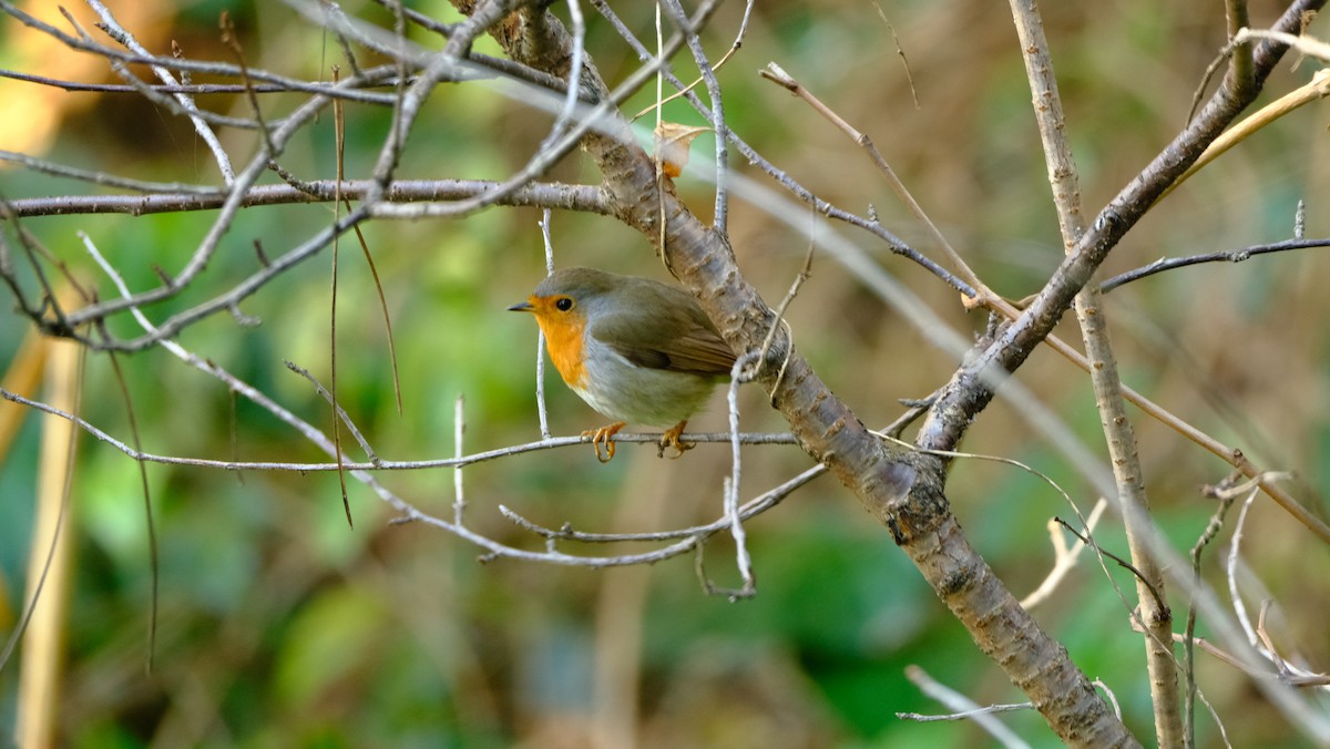 European Robin - ece hamzagil