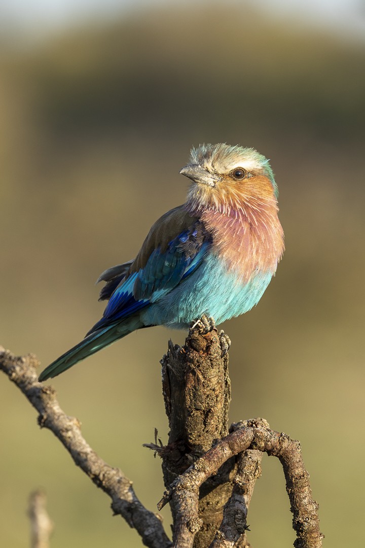 Lilac-breasted Roller - ML521719251