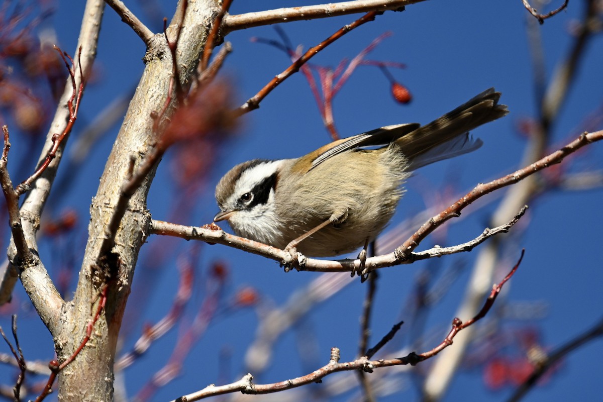 White-browed Fulvetta - ML521722191