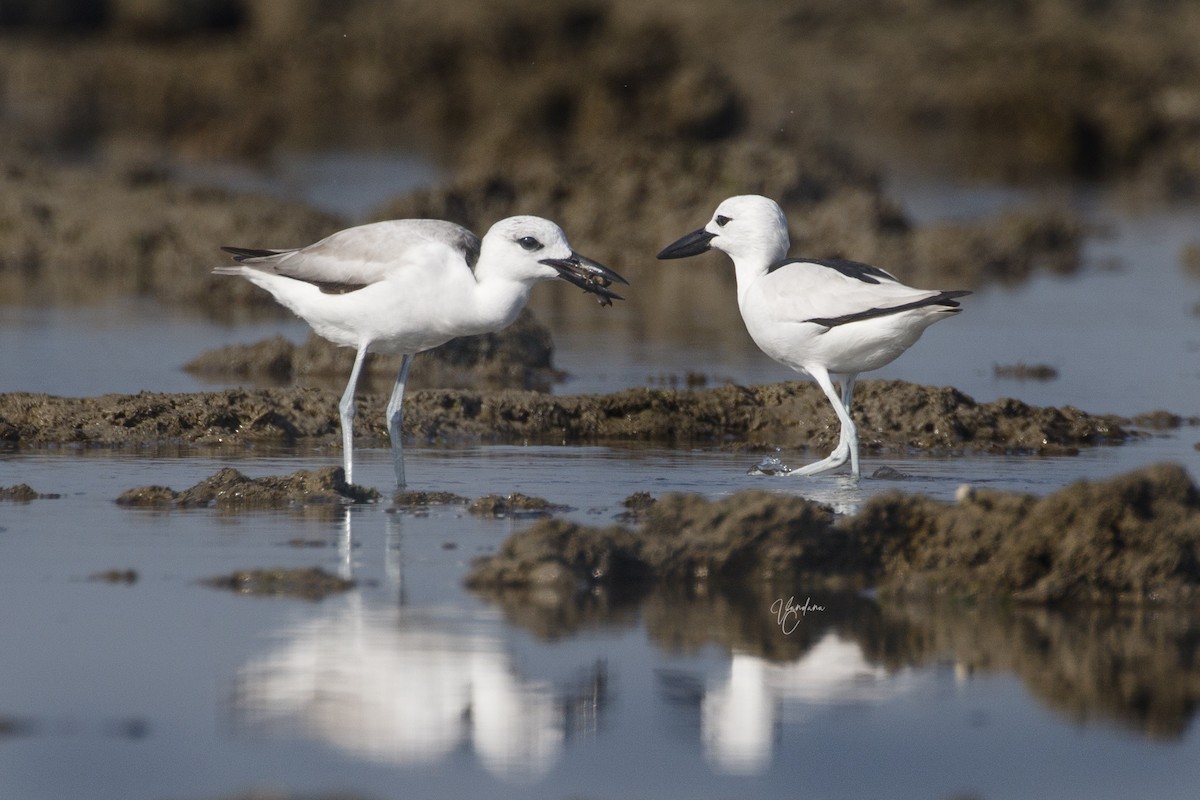 Crab-Plover - ML521722271