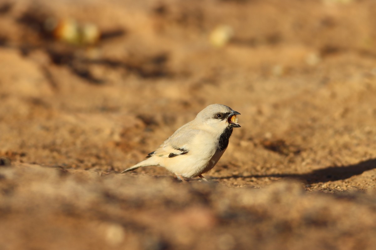 Desert Sparrow - ML521722301