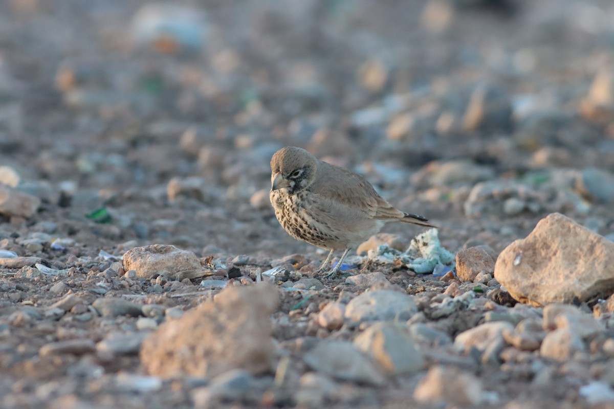 Thick-billed Lark - ML521723341