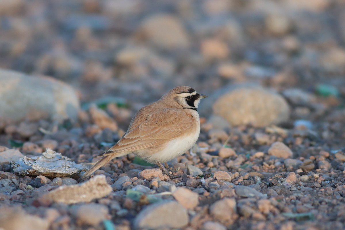 Temminck's Lark - ML521723351