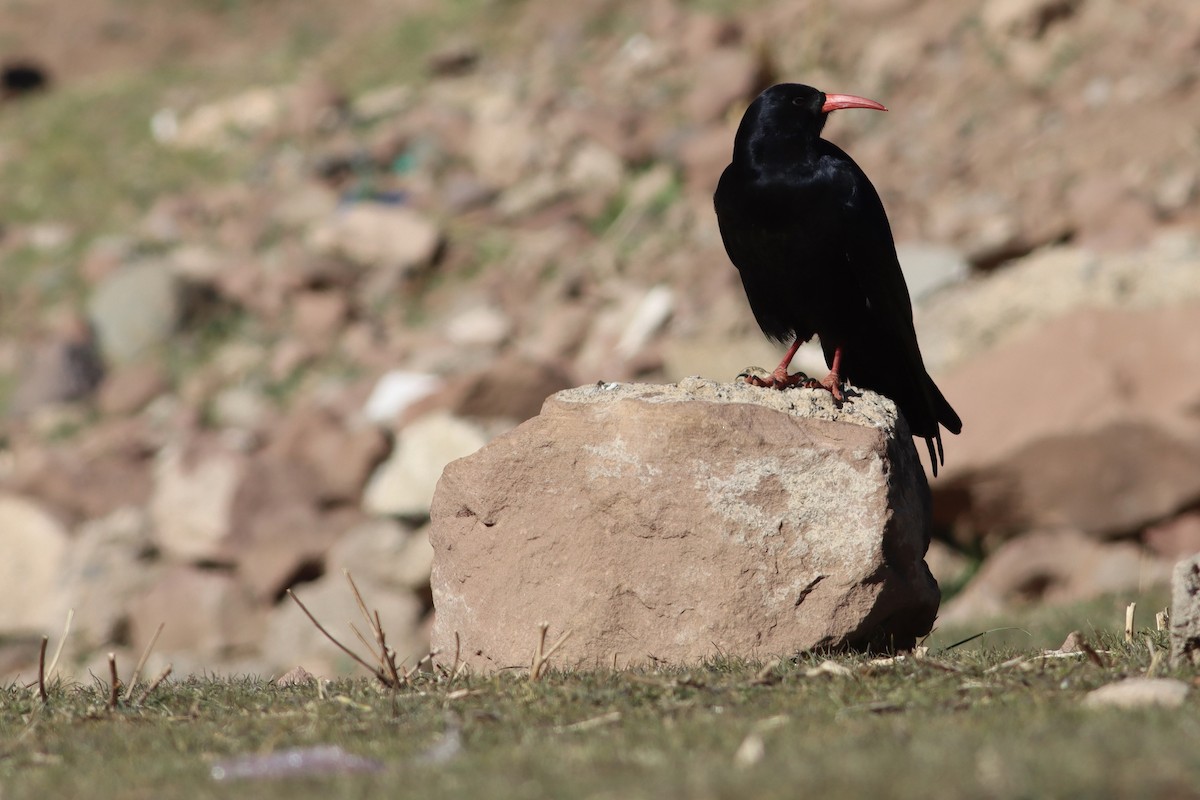 Red-billed Chough - ML521723441