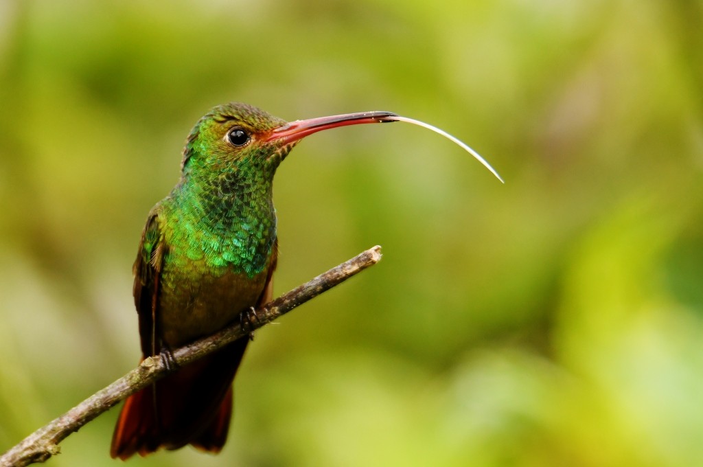 Rufous-tailed Hummingbird - Johannes Pfleiderer