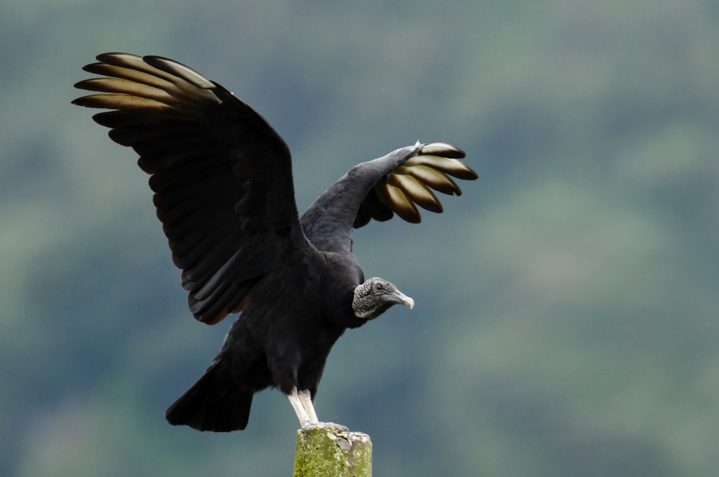 Black Vulture - Johannes Pfleiderer