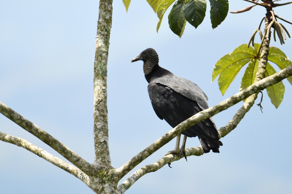 Black Vulture - ML521724981