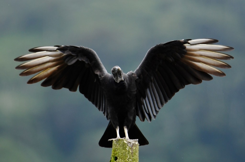 Black Vulture - Johannes Pfleiderer