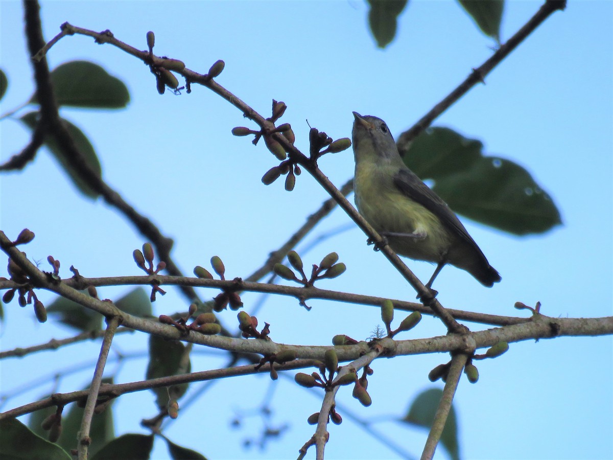 Fire-breasted Flowerpecker - 俞君 周