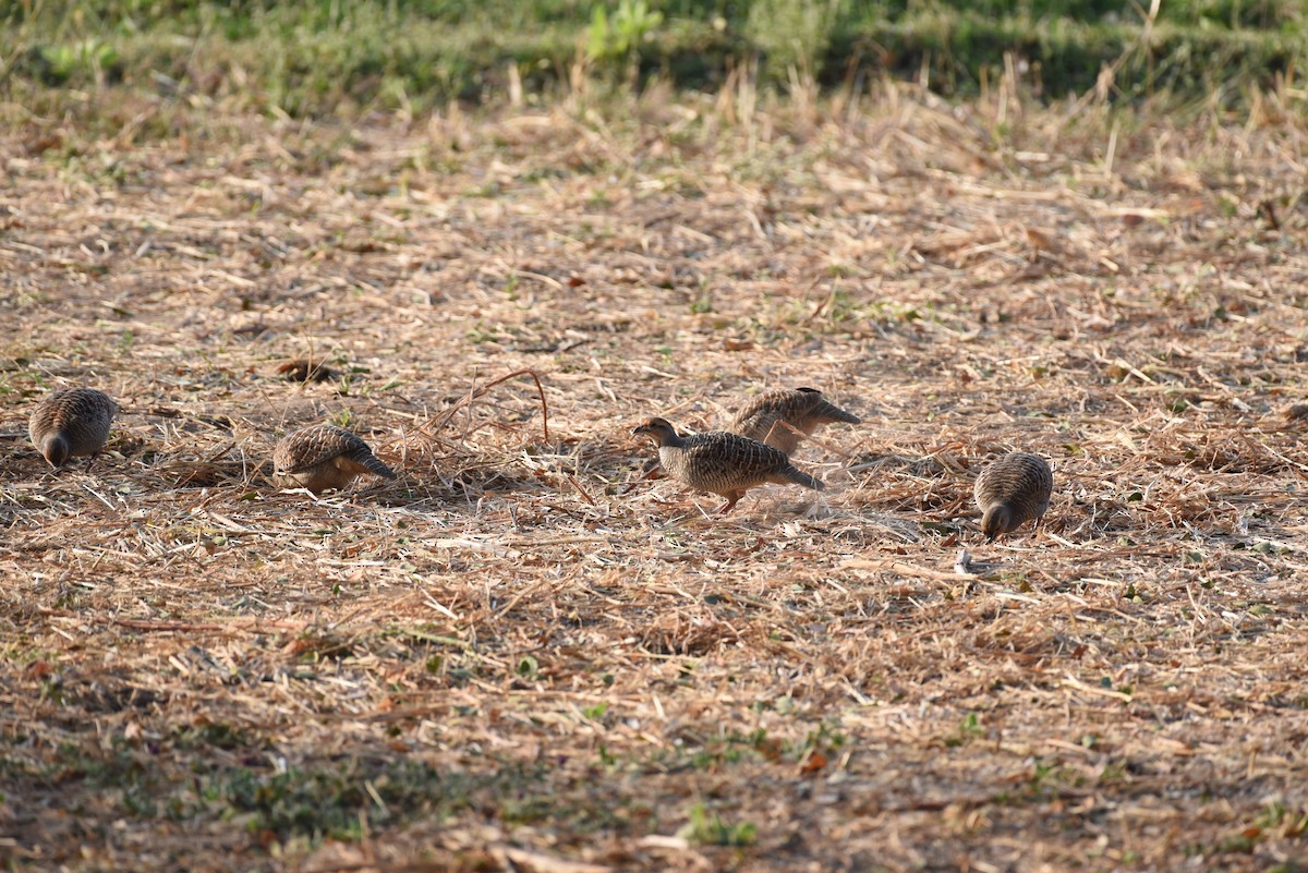 Gray Francolin - ML521726871