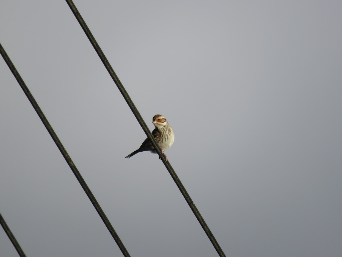 Little Bunting - 俞君 周