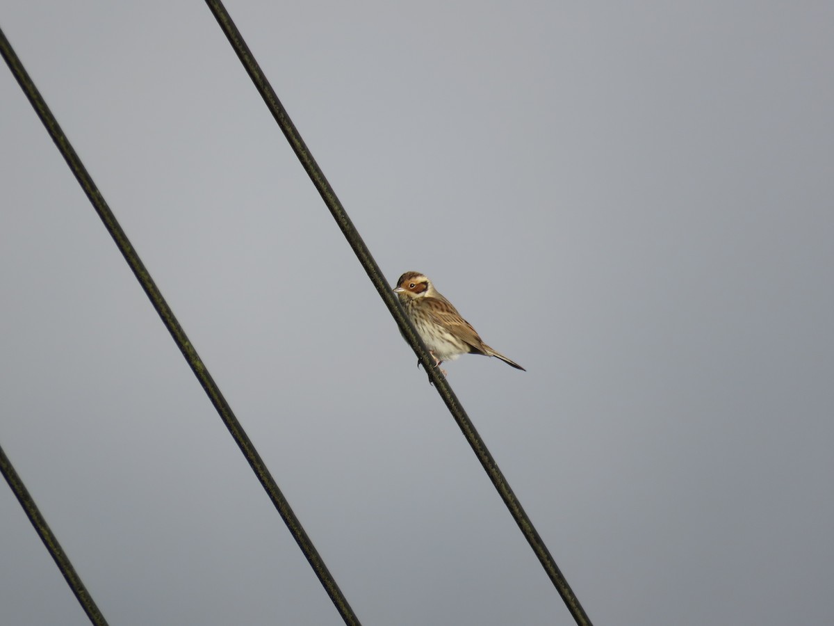 Little Bunting - 俞君 周