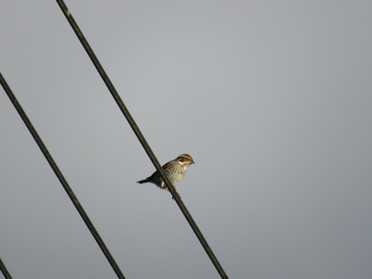 Little Bunting - ML521727021