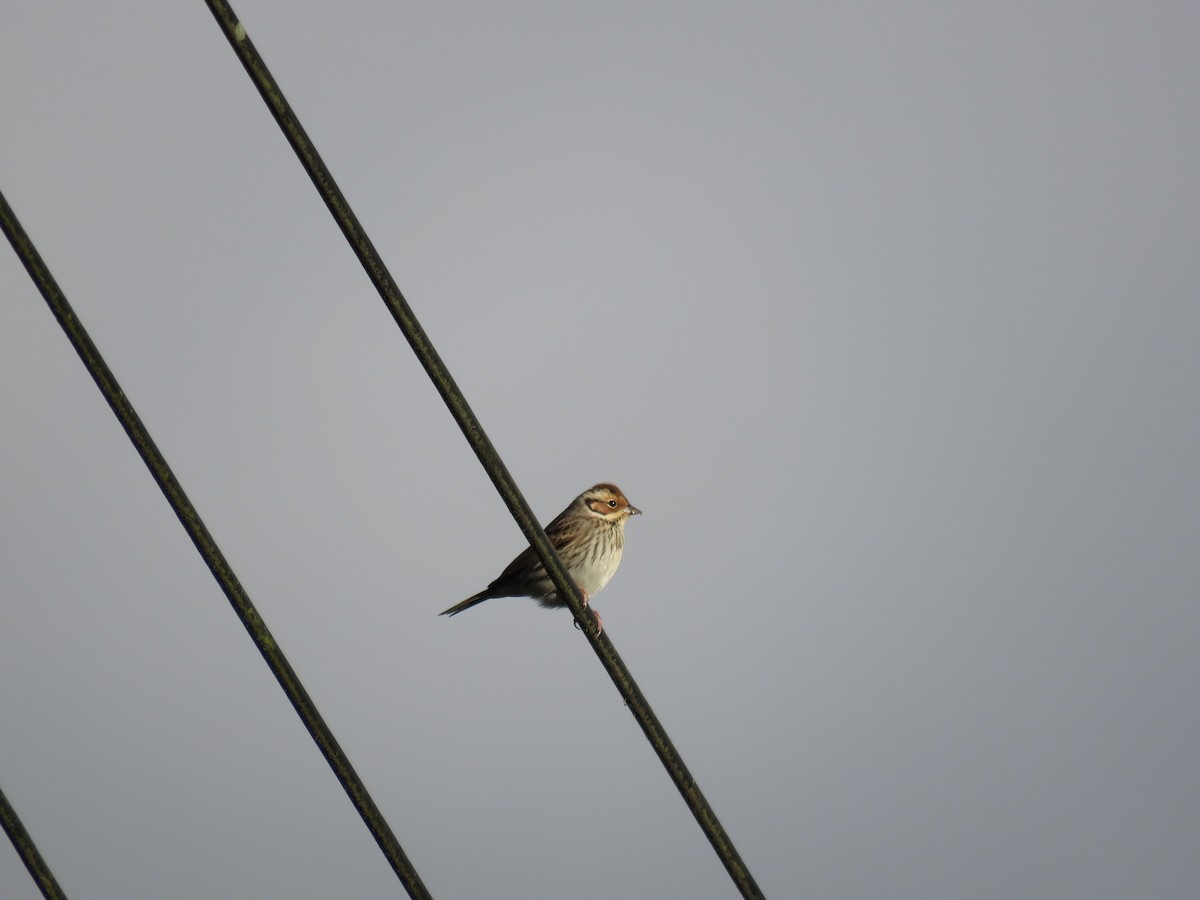 Little Bunting - 俞君 周