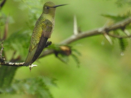 kolibřík skvrnitoprsý - ML521727181