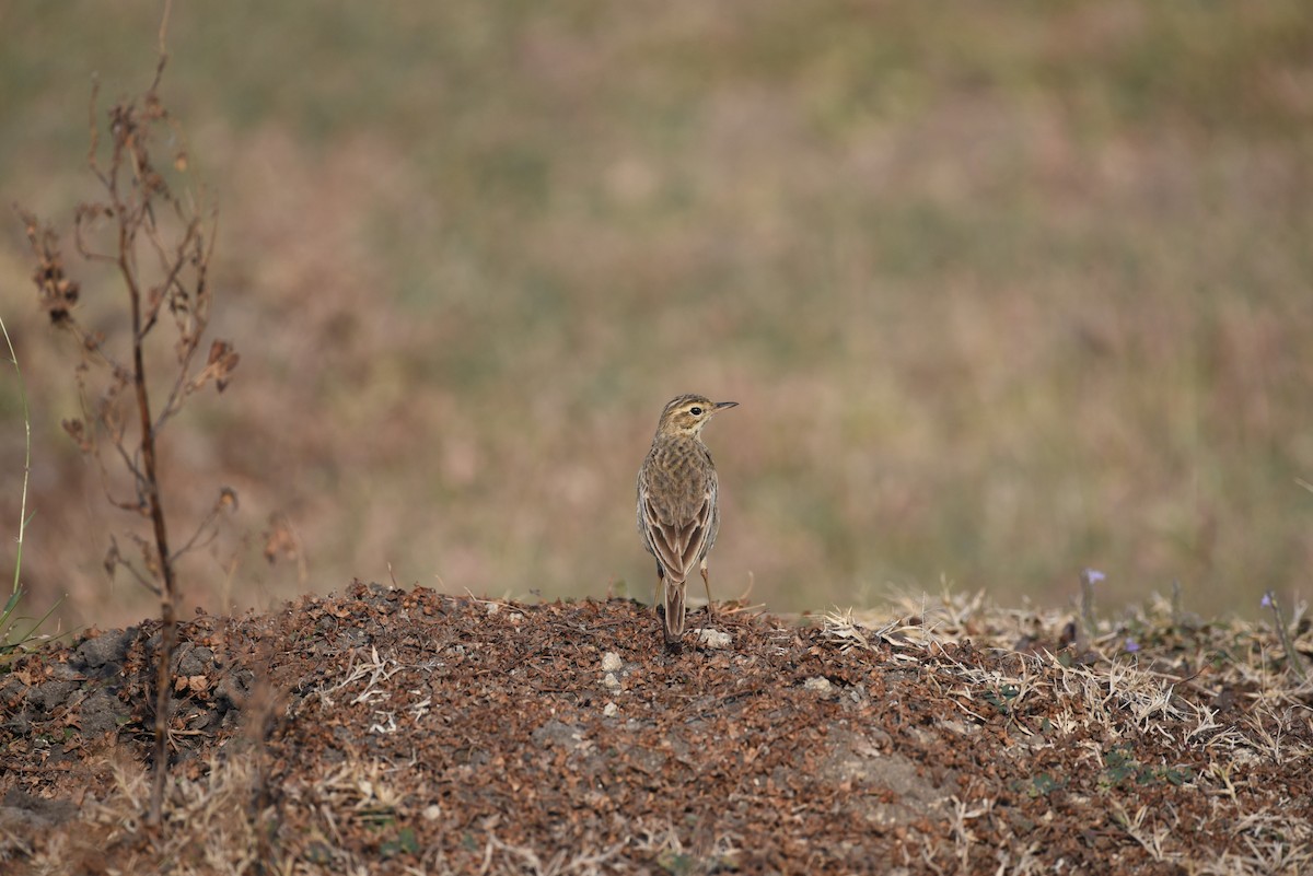 Paddyfield Pipit - ML521727721