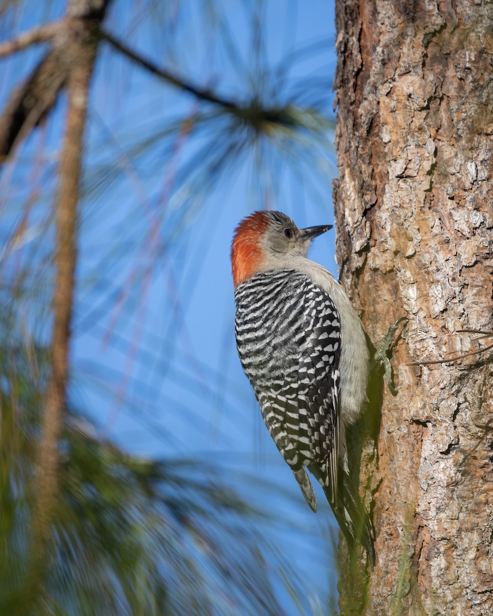 Red-bellied Woodpecker - Olivia Terseck