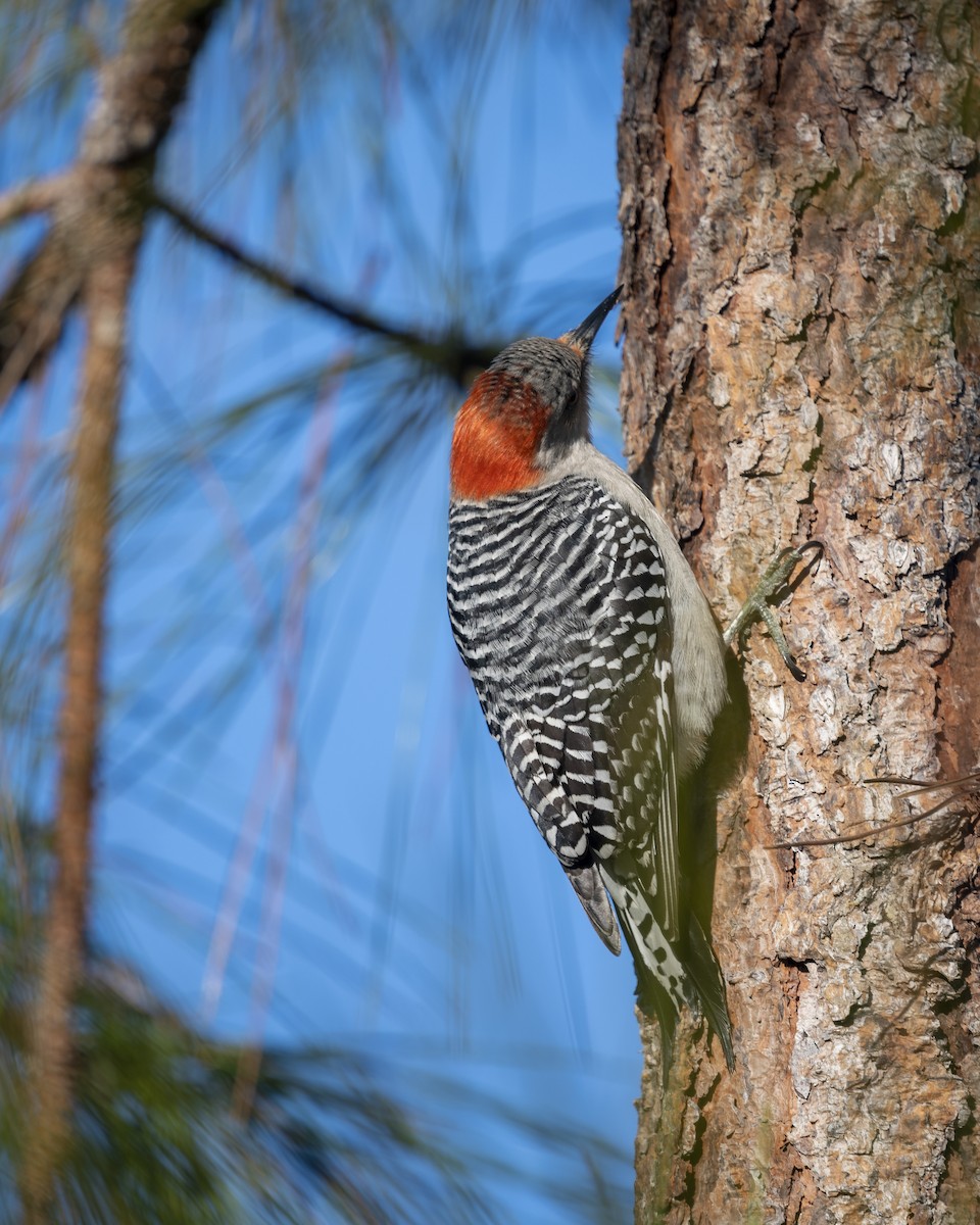 Red-bellied Woodpecker - Olivia Terseck