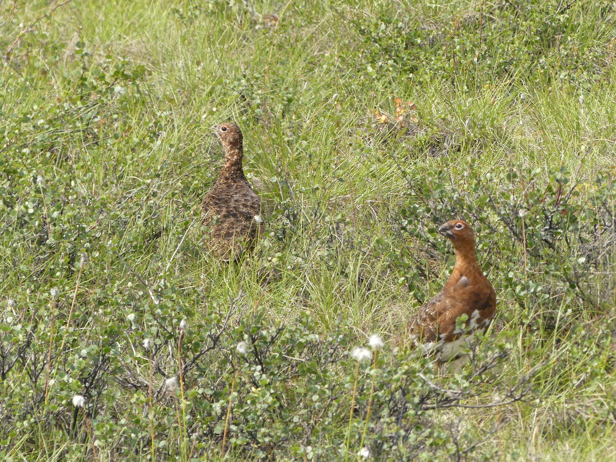 Willow Ptarmigan - ML521728741