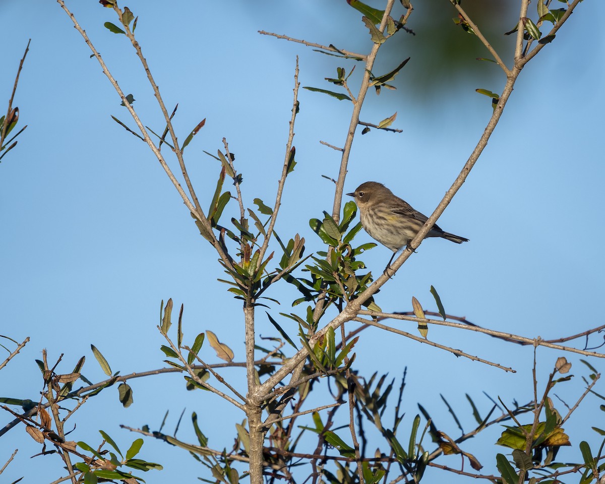 Yellow-rumped Warbler (Myrtle) - ML521729231