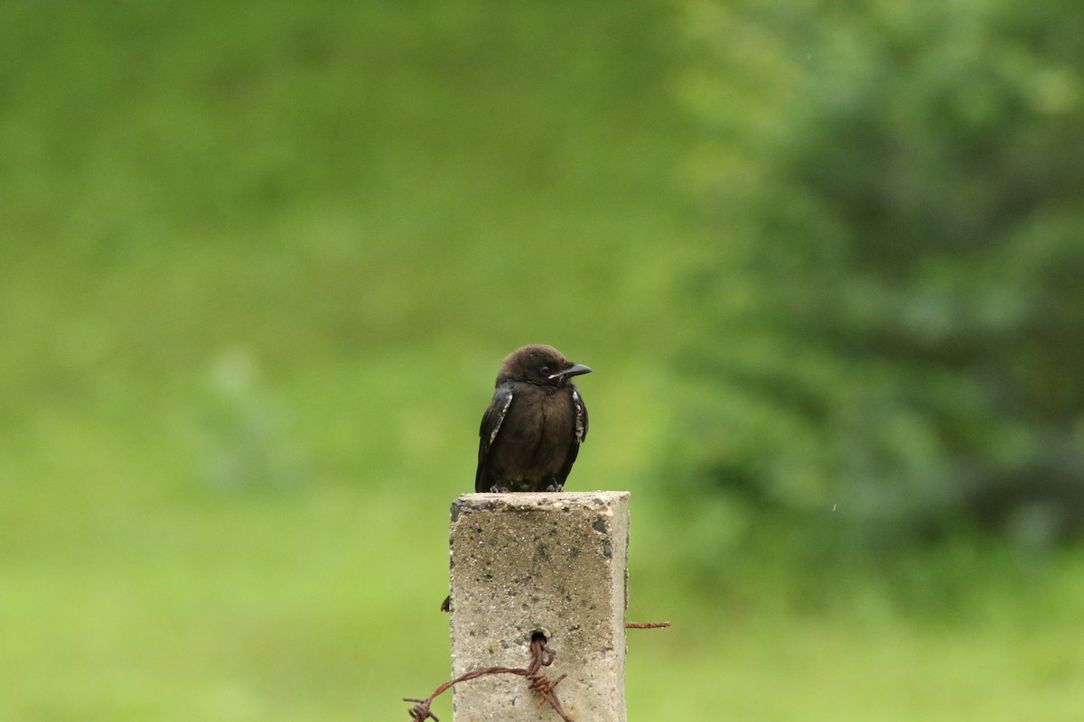 Black Drongo - ML521729691