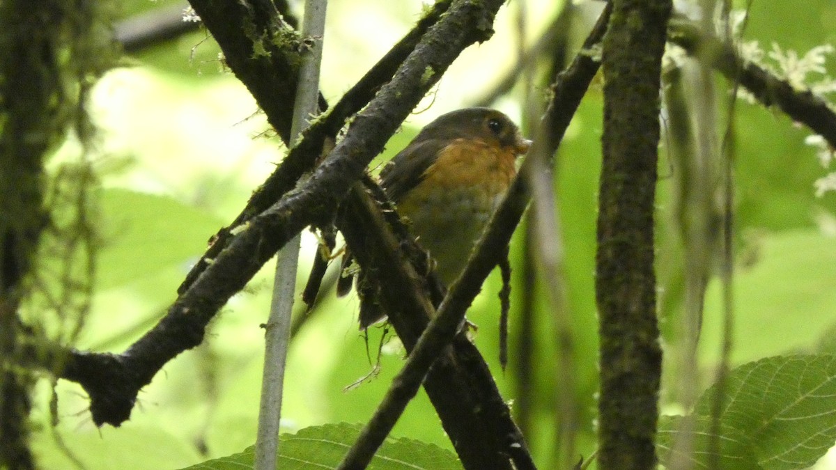 Ochre-breasted Antpitta - ML521729711