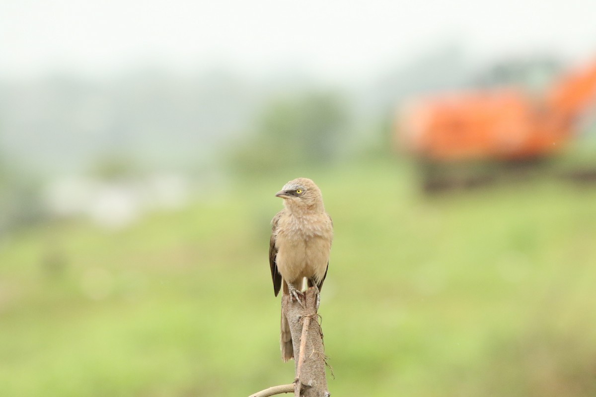 Large Gray Babbler - ML521729961