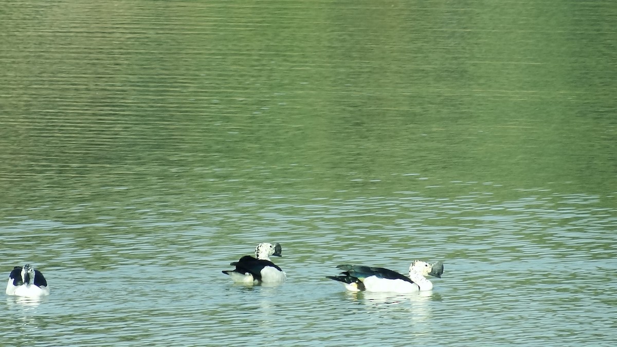 Knob-billed Duck - ML521730281